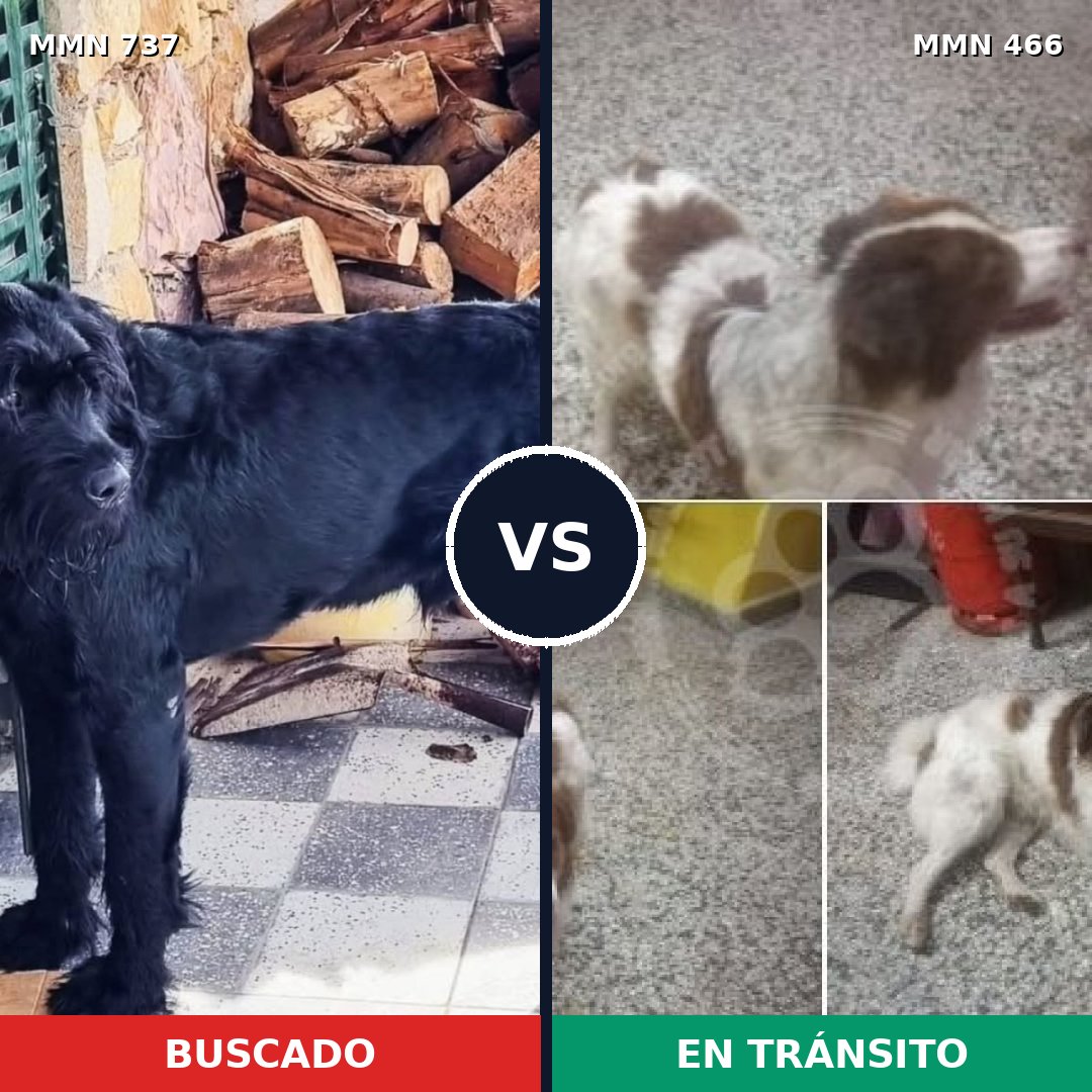 Comparativa MMS 11556: mascota perdida y mascota encontrada, 21% de similitud