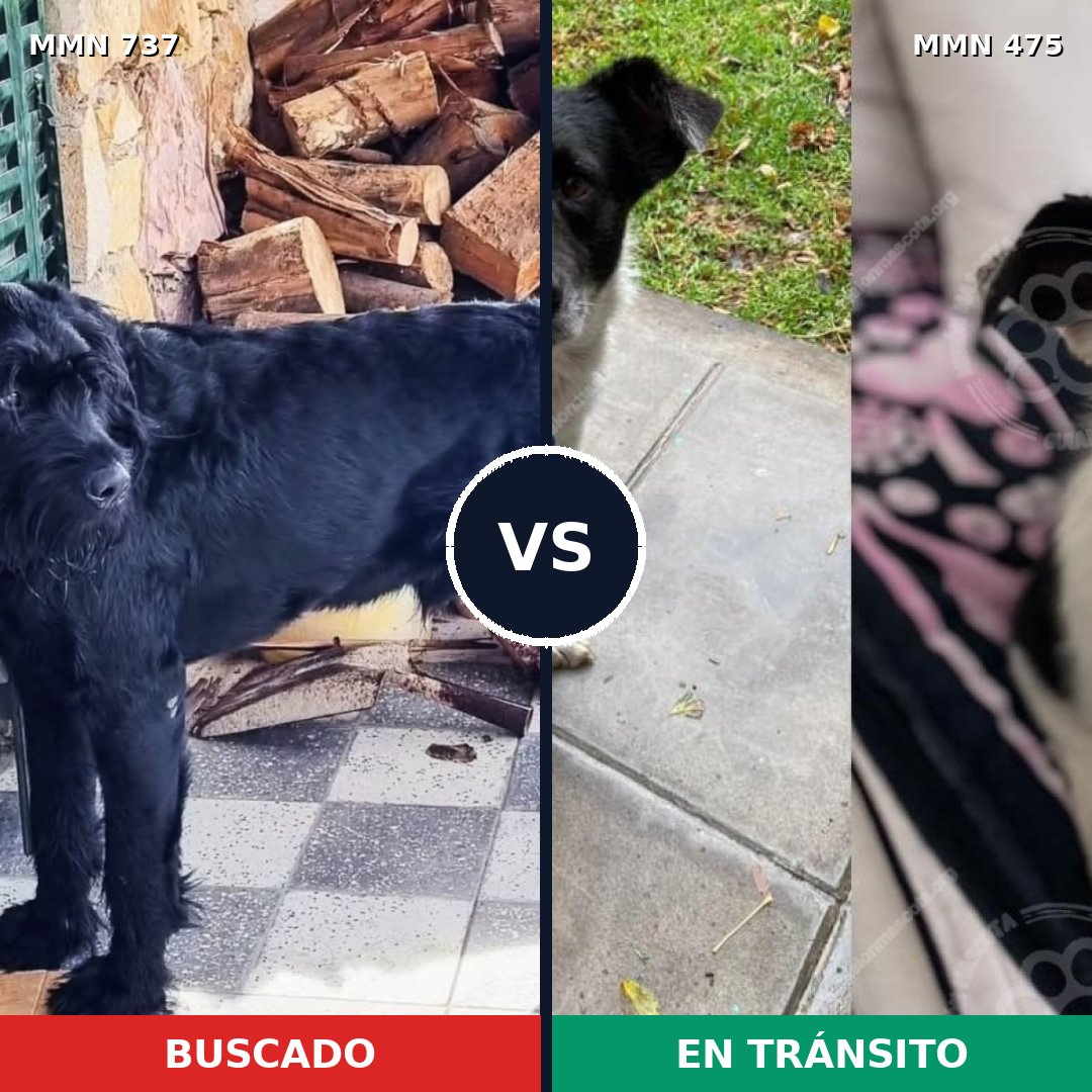 Comparativa MMS 11558: mascota perdida y mascota encontrada, 28% de similitud