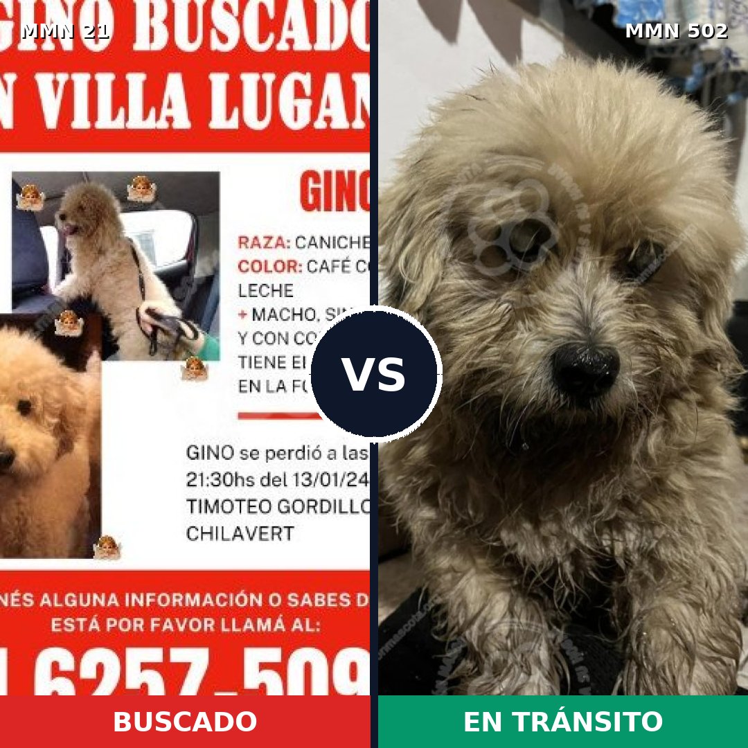 Comparativa MMS 1156: mascota perdida y mascota encontrada, 42% de similitud