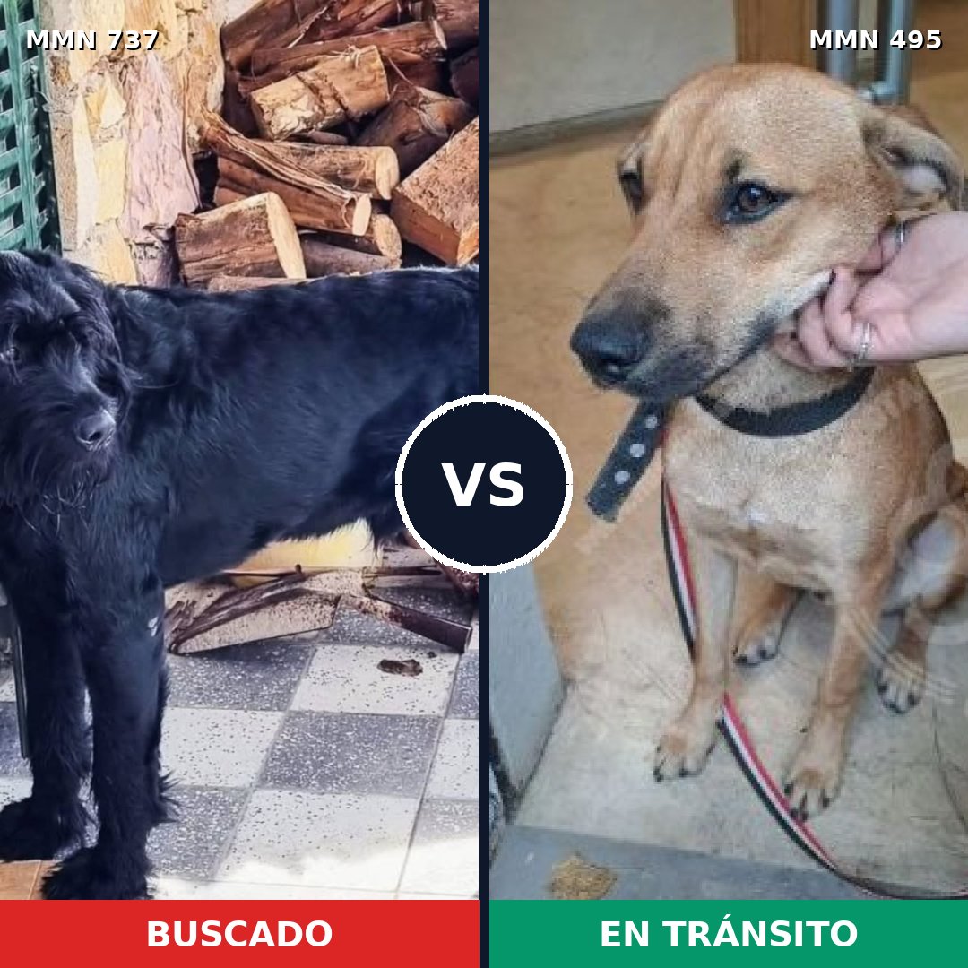 Comparativa MMS 11560: mascota perdida y mascota encontrada, 16% de similitud