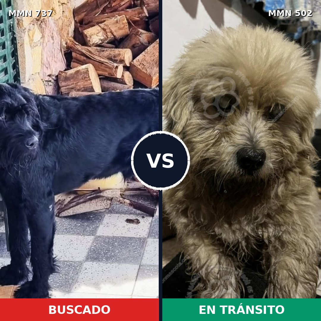 Comparativa MMS 11561: mascota perdida y mascota encontrada, 21% de similitud