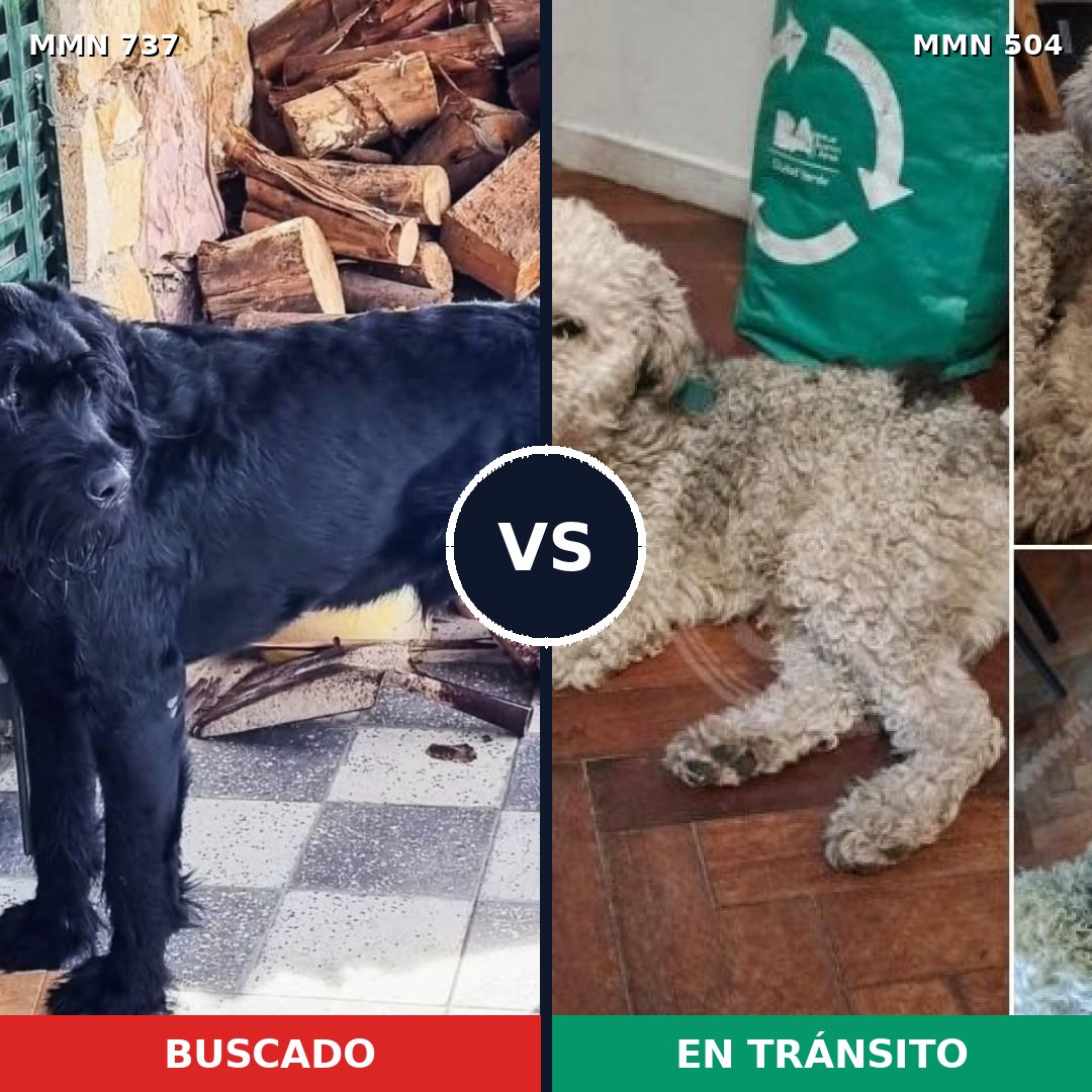Comparativa MMS 11562: mascota perdida y mascota encontrada, 25% de similitud