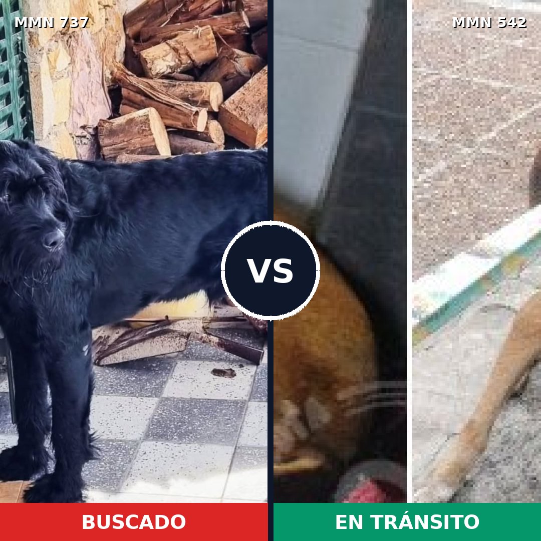 Comparativa MMS 11565: mascota perdida y mascota encontrada, 37% de similitud