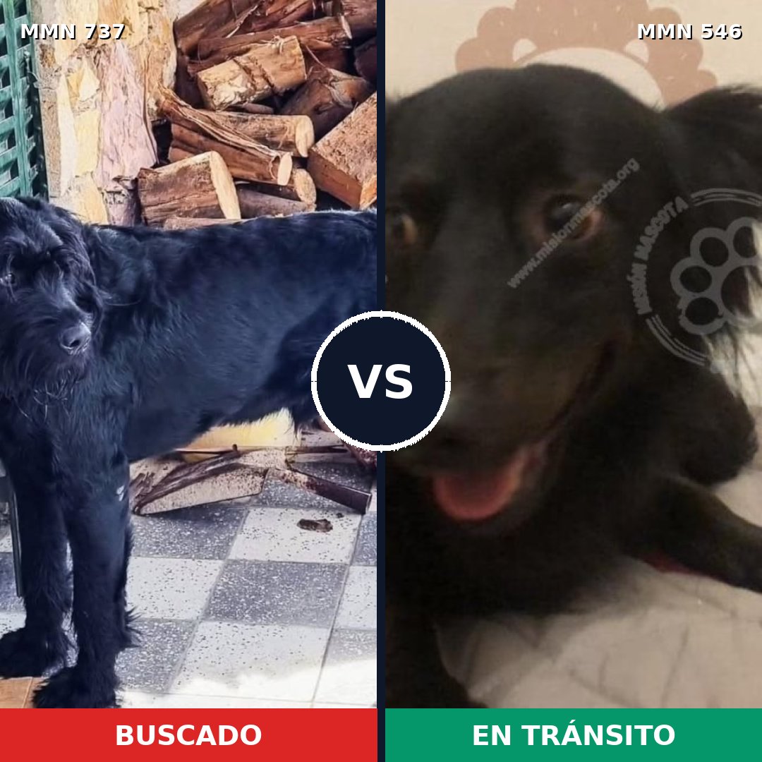 Comparativa MMS 11566: mascota perdida y mascota encontrada, 32% de similitud