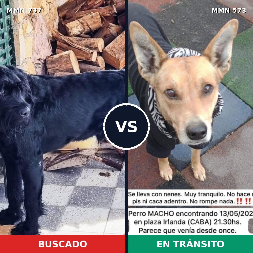 Comparativa MMS 11568: mascota perdida y mascota encontrada, 27% de similitud