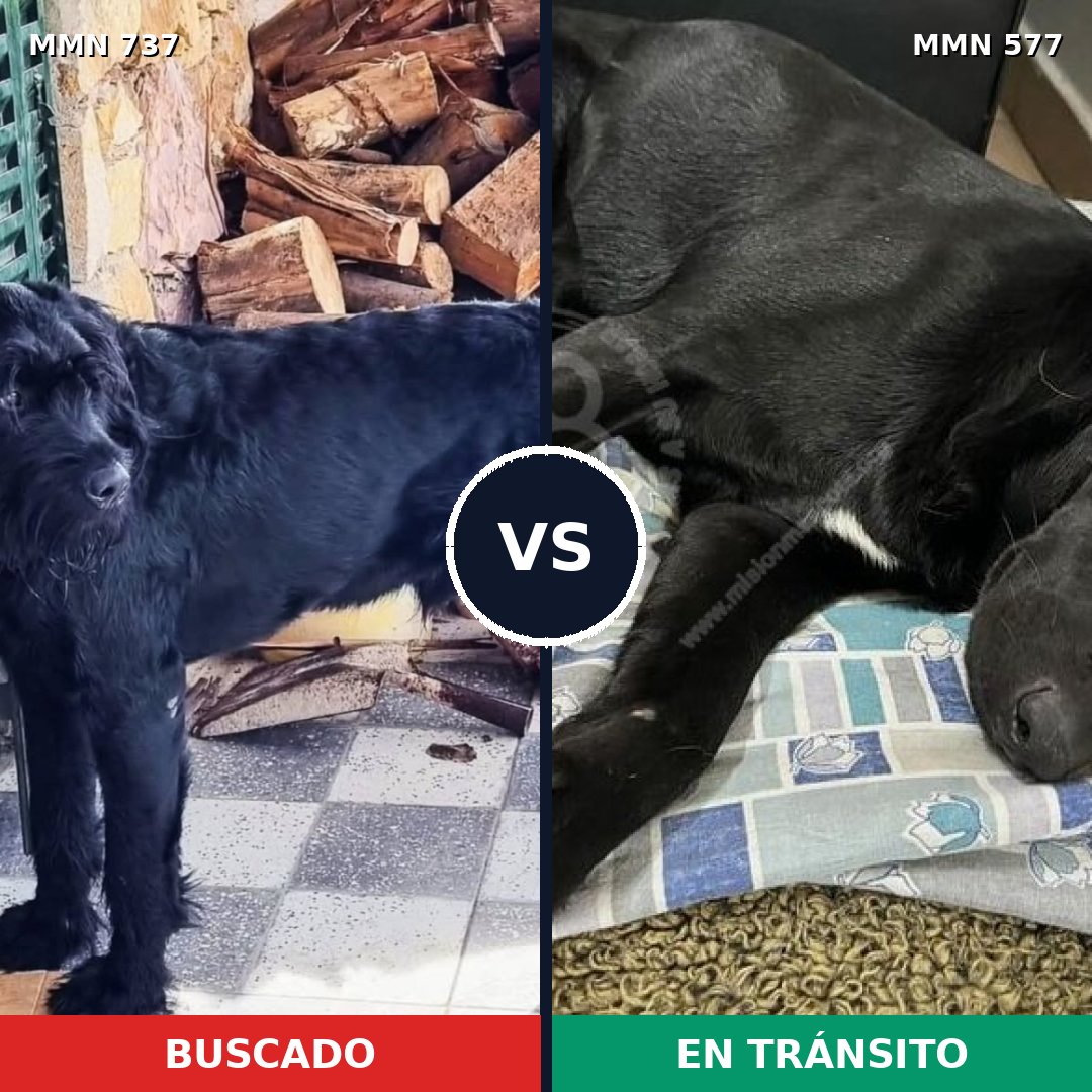 Comparativa MMS 11569: mascota perdida y mascota encontrada, 25% de similitud