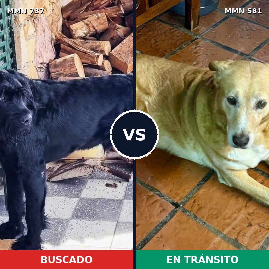 Comparativa MMS 11570: mascota perdida y mascota encontrada, 30% de similitud