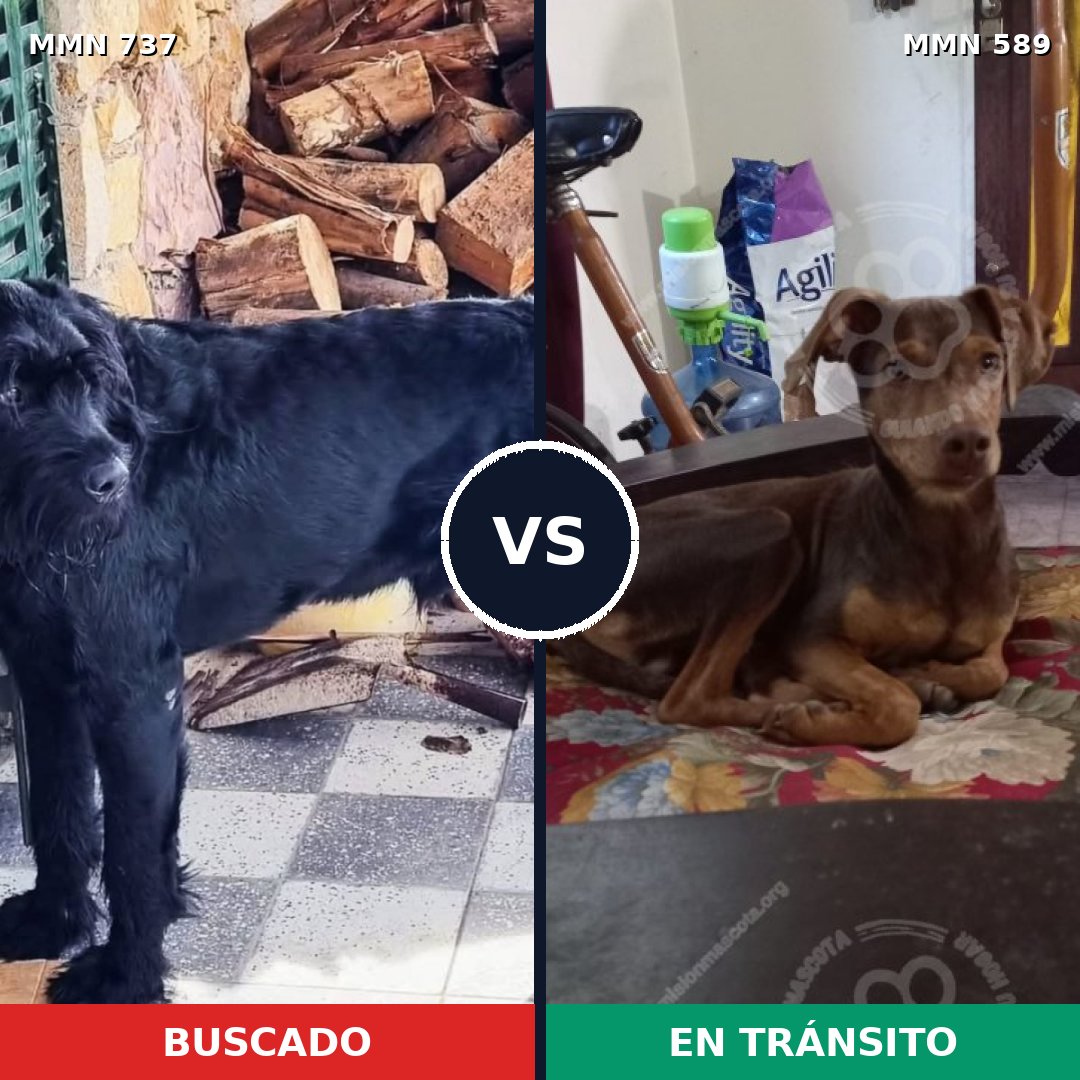 Comparativa MMS 11571: mascota perdida y mascota encontrada, 16% de similitud