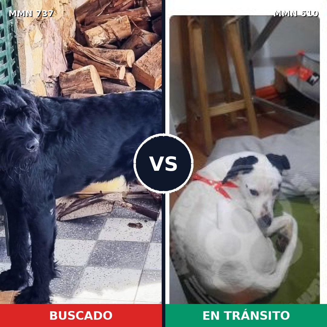 Comparativa MMS 11572: mascota perdida y mascota encontrada, 25% de similitud