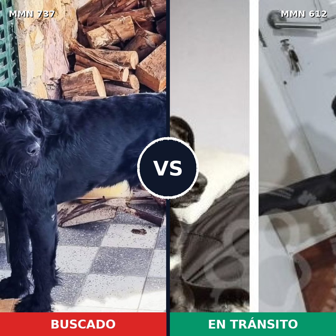 Comparativa MMS 11573: mascota perdida y mascota encontrada, 25% de similitud