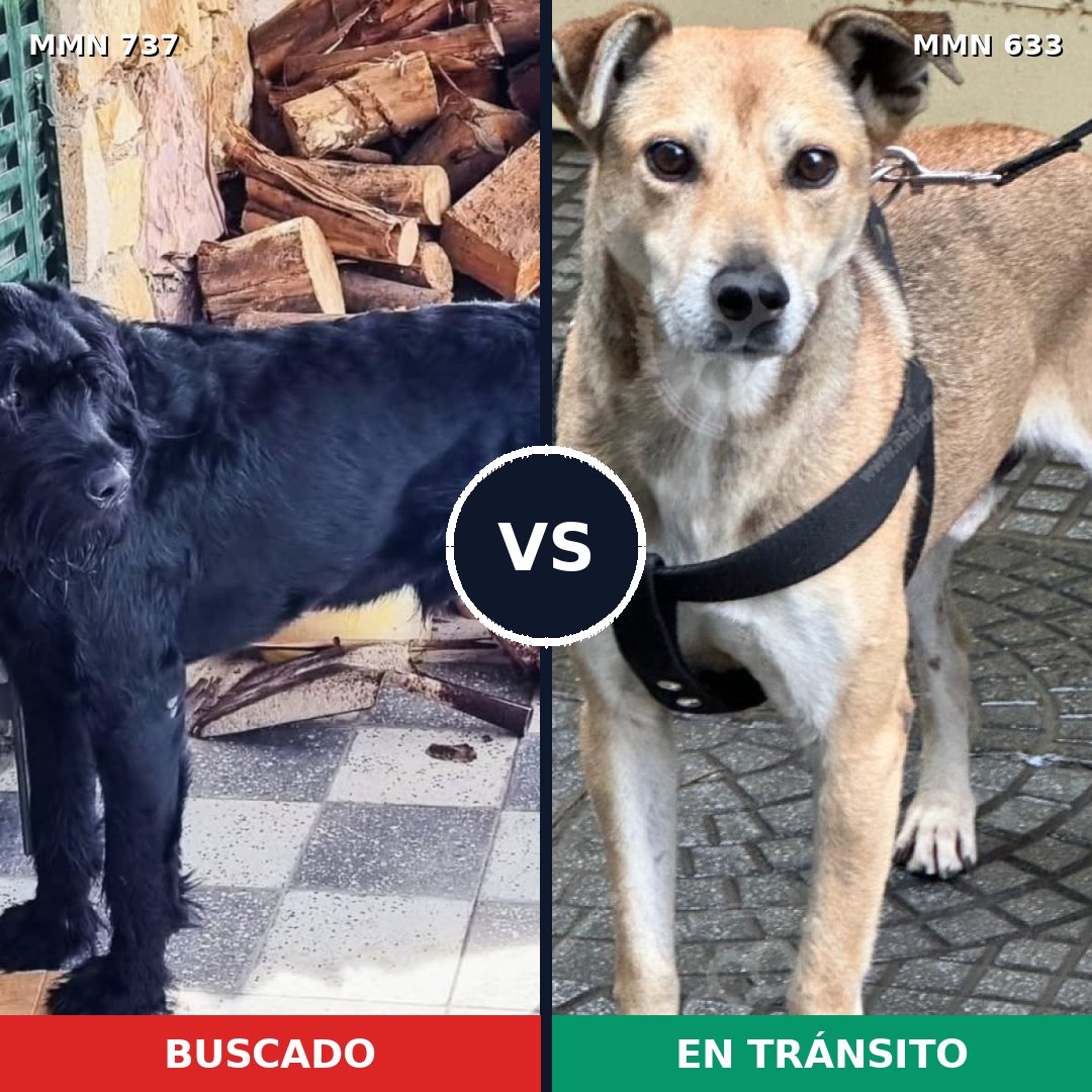 Comparativa MMS 11574: mascota perdida y mascota encontrada, 21% de similitud