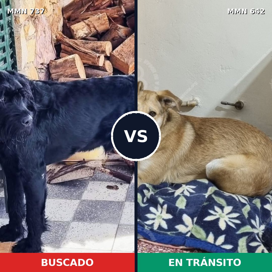 Comparativa MMS 11575: mascota perdida y mascota encontrada, 27% de similitud