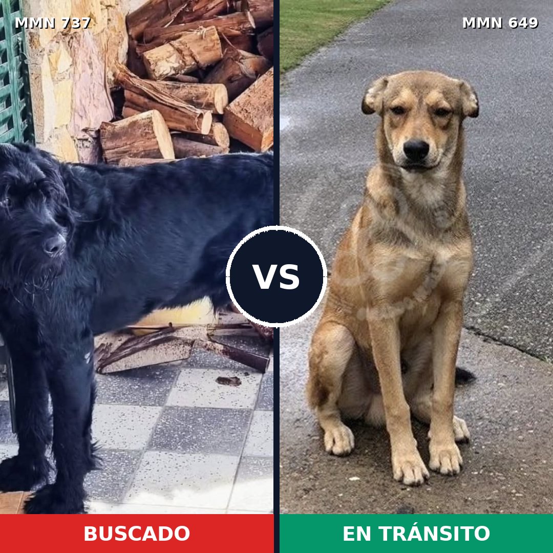 Comparativa MMS 11576: mascota perdida y mascota encontrada, 28% de similitud