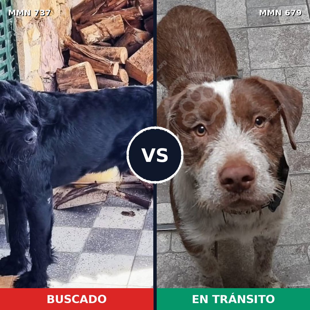 Comparativa MMS 11580: mascota perdida y mascota encontrada, 29% de similitud
