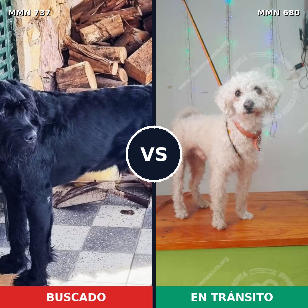 Comparativa MMS 11581: mascota perdida y mascota encontrada, 22% de similitud