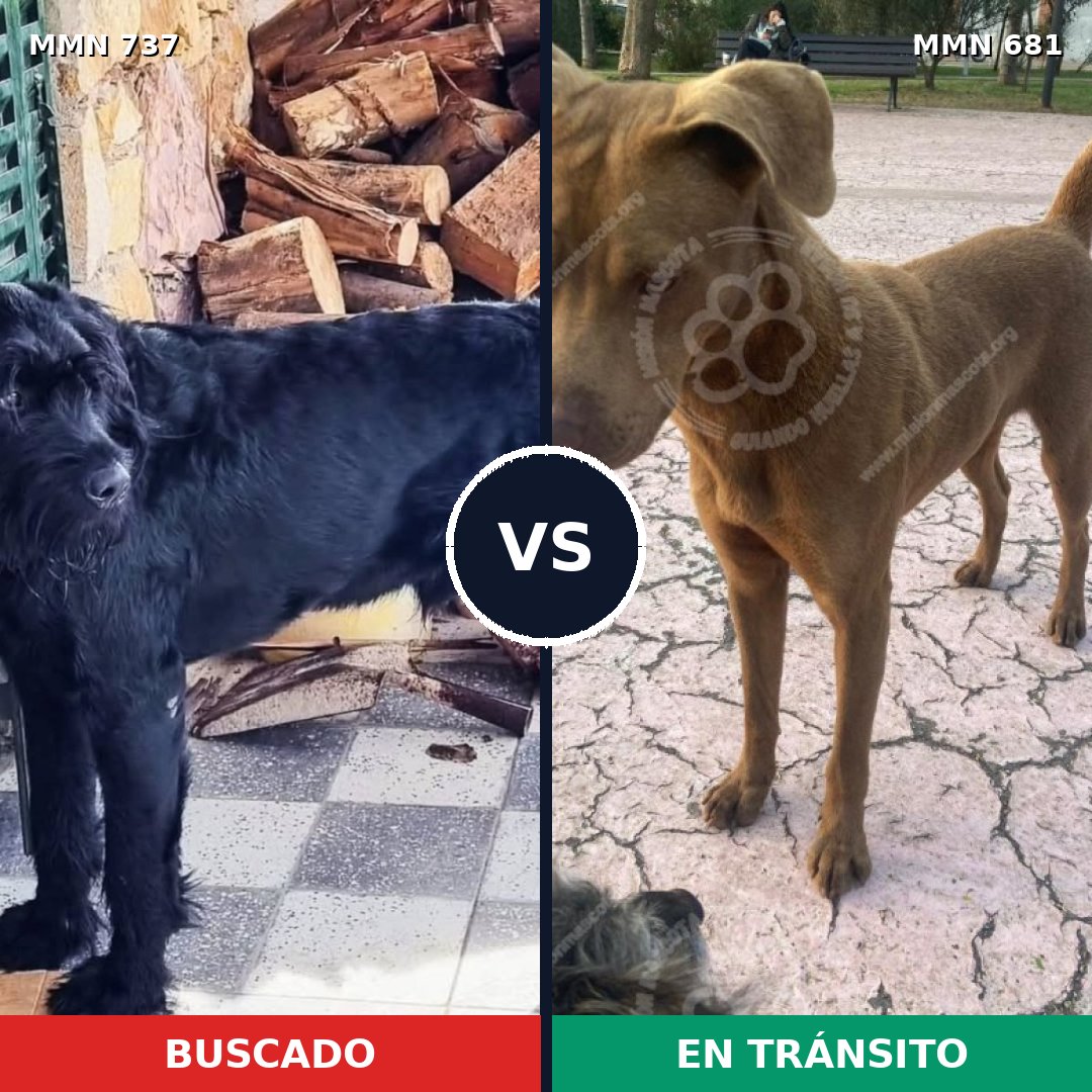 Comparativa MMS 11582: mascota perdida y mascota encontrada, 29% de similitud