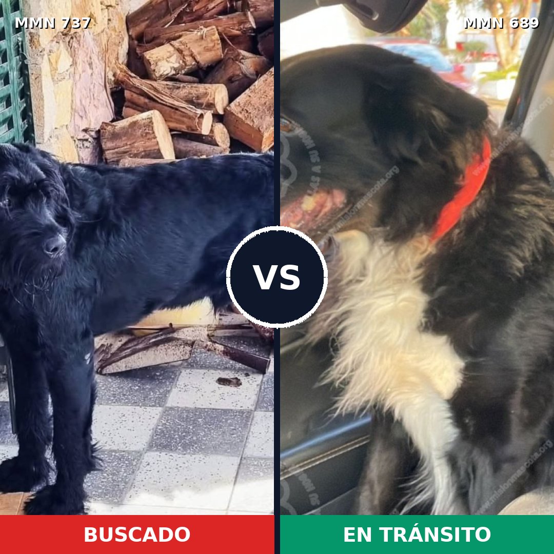 Comparativa MMS 11583: mascota perdida y mascota encontrada, 29% de similitud