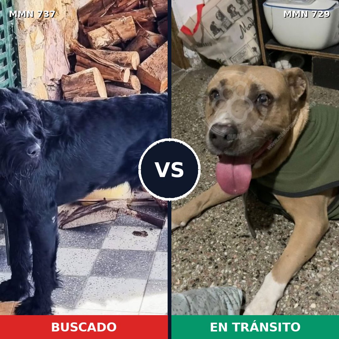 Comparativa MMS 11585: mascota perdida y mascota encontrada, 30% de similitud