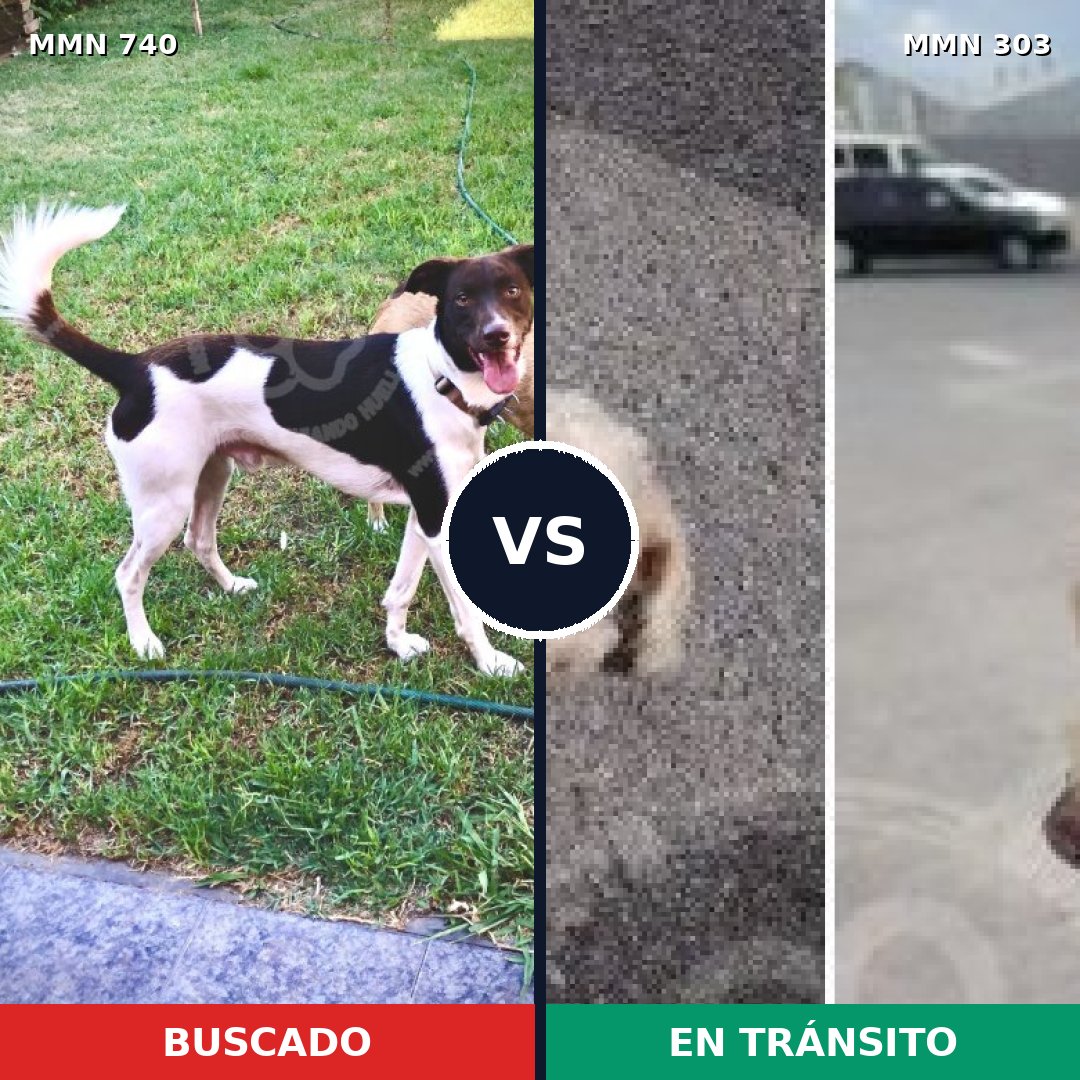 Comparativa MMS 11588: mascota perdida y mascota encontrada, 40% de similitud