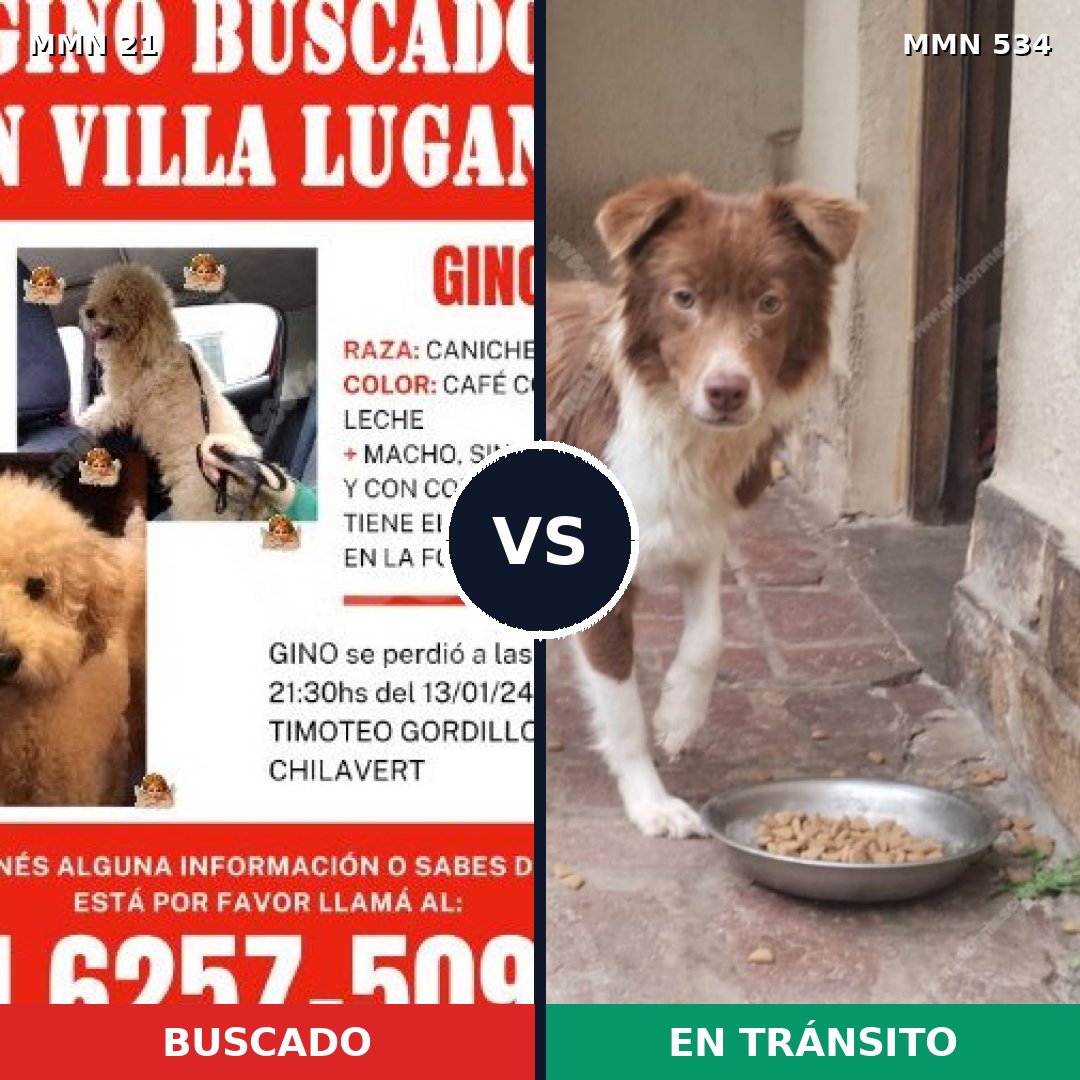 Comparativa MMS 1159: mascota perdida y mascota encontrada, 32% de similitud