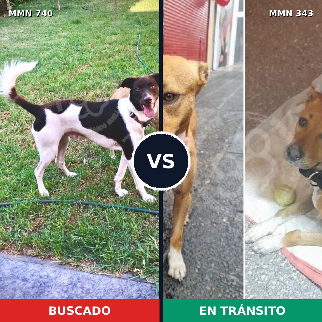Comparativa MMS 11590: mascota perdida y mascota encontrada, 78% de similitud