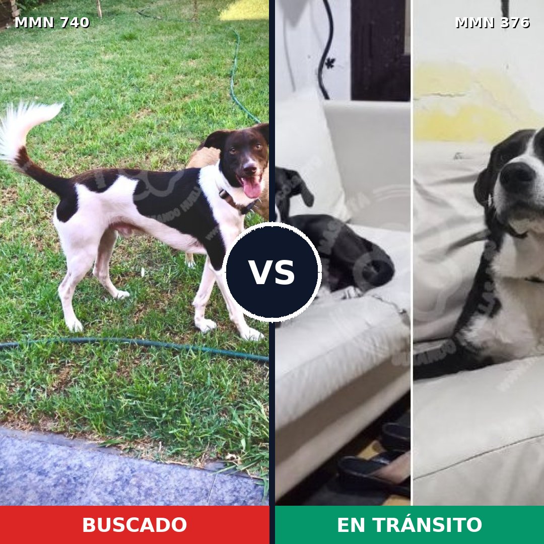 Comparativa MMS 11593: mascota perdida y mascota encontrada, 80% de similitud