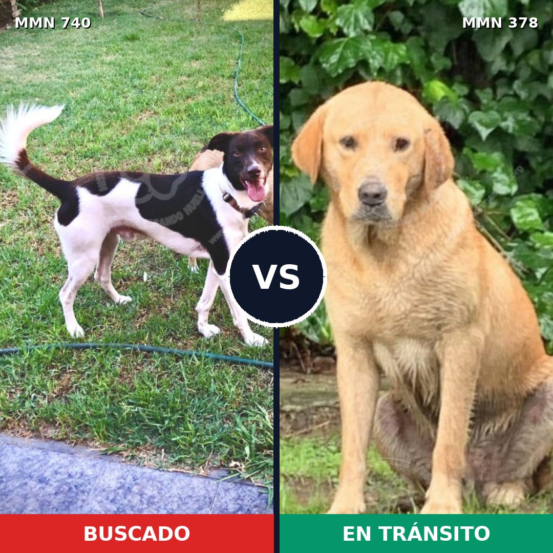 Comparativa MMS 11594: mascota perdida y mascota encontrada, 34% de similitud