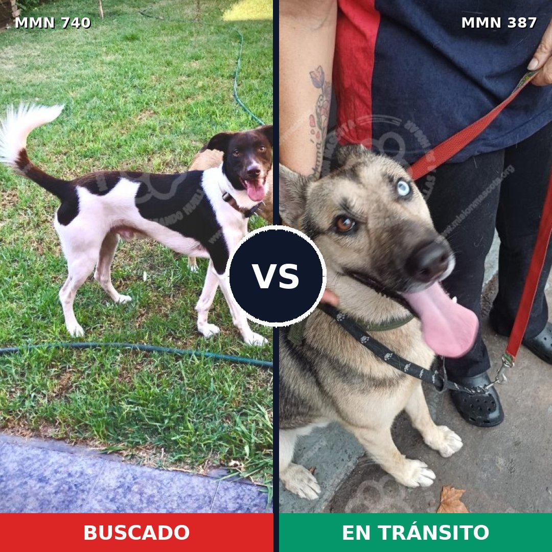 Comparativa MMS 11595: mascota perdida y mascota encontrada, 46% de similitud