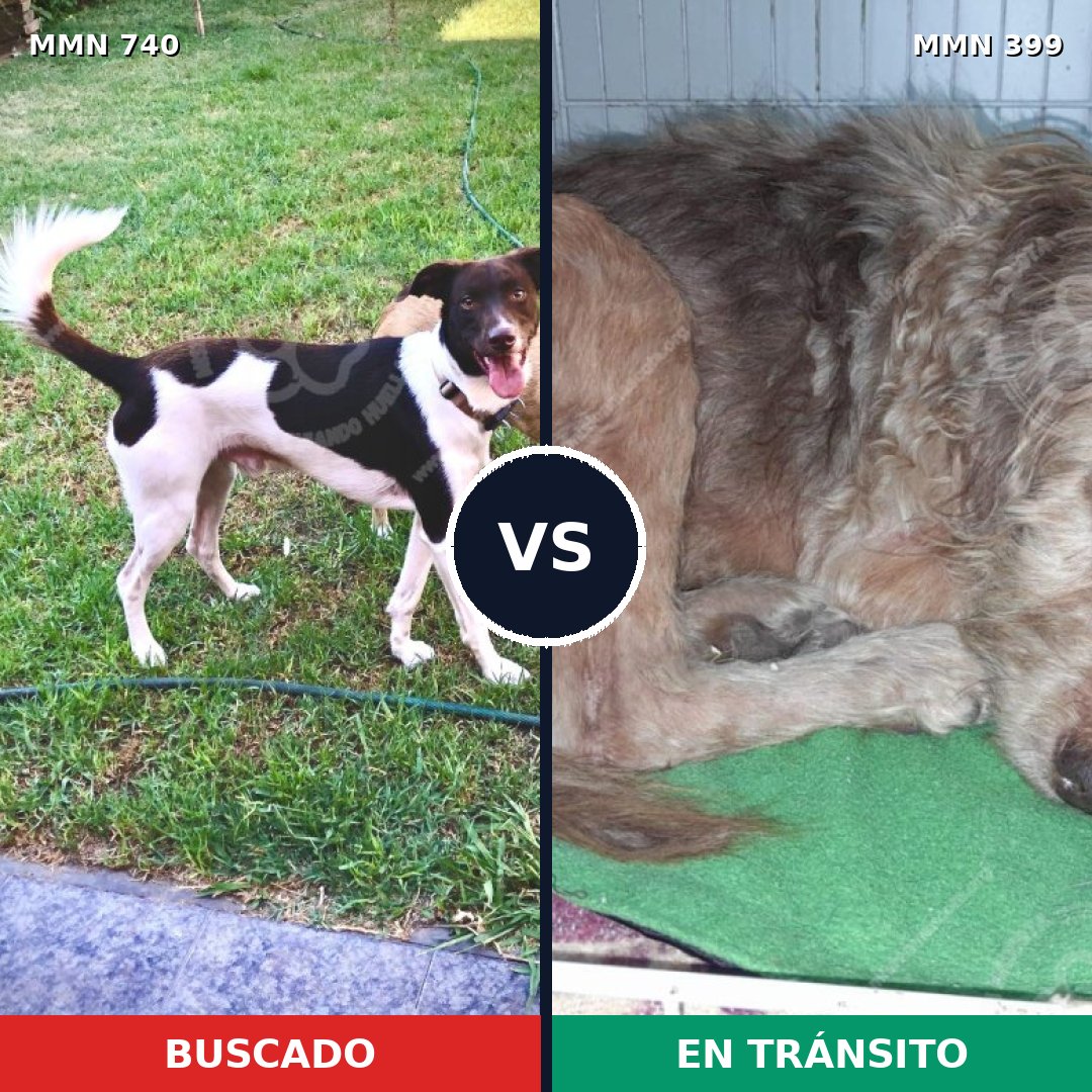 Comparativa MMS 11596: mascota perdida y mascota encontrada, 74% de similitud