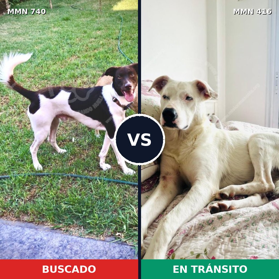 Comparativa MMS 11597: mascota perdida y mascota encontrada, 65% de similitud