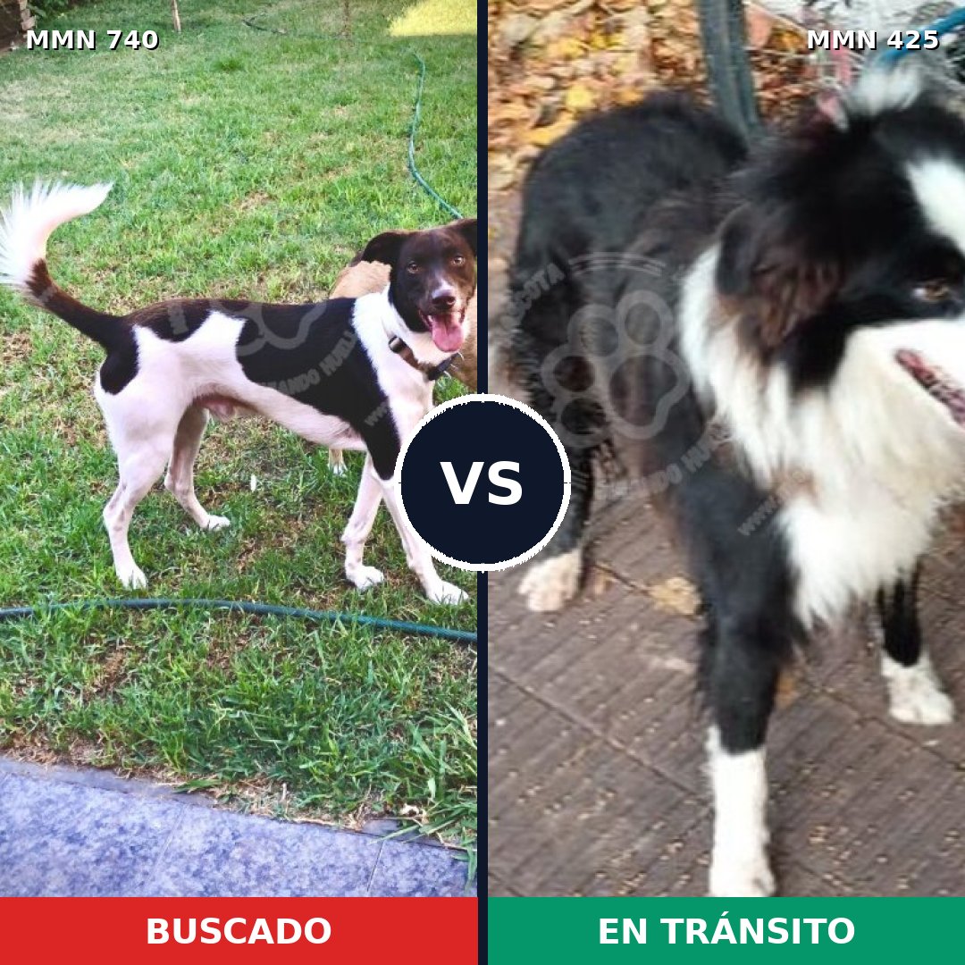 Comparativa MMS 11599: mascota perdida y mascota encontrada, 67% de similitud