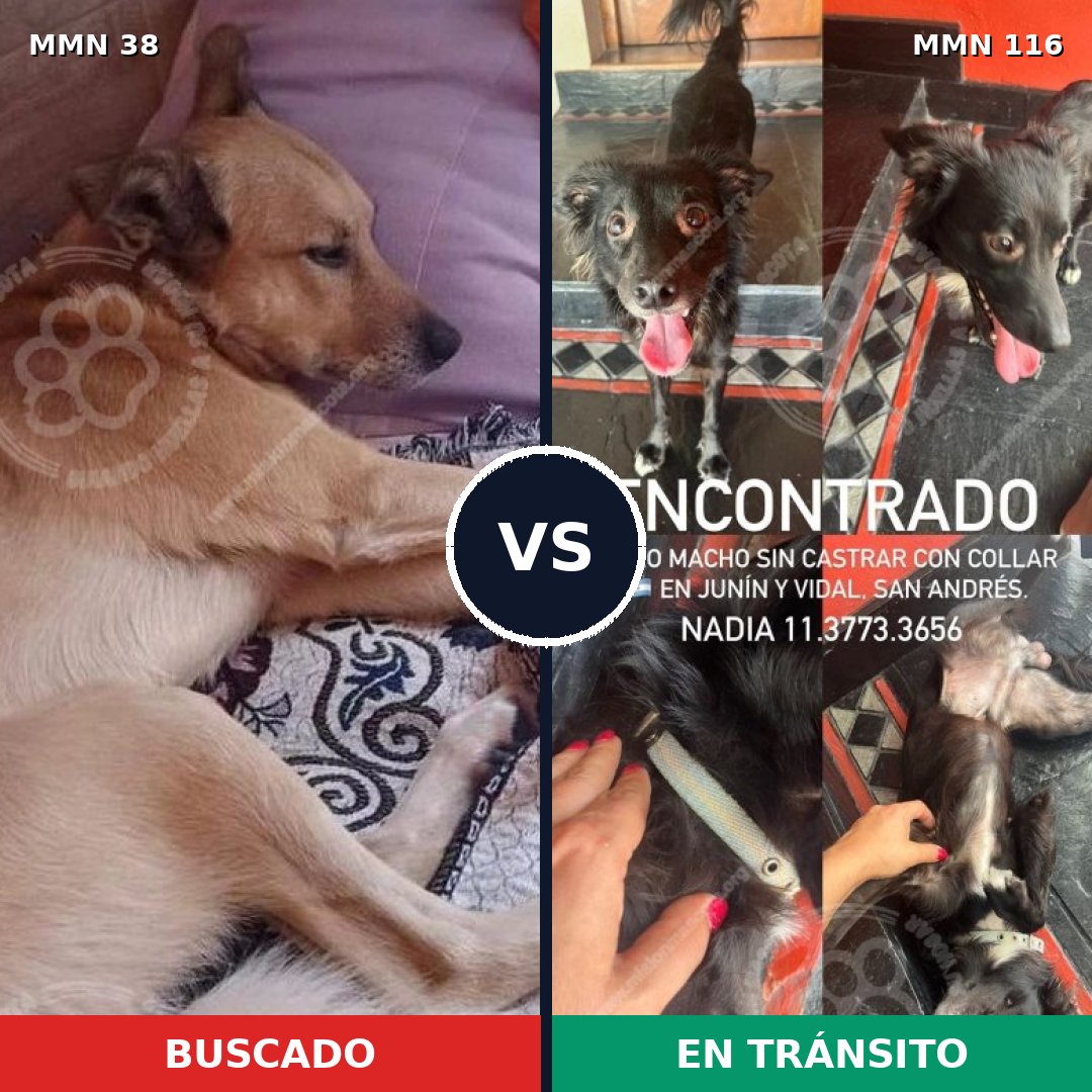 Comparativa MMS 116: mascota perdida y mascota encontrada, 67% de similitud