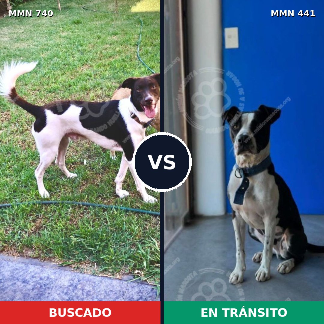 Comparativa MMS 11600: mascota perdida y mascota encontrada, 66% de similitud