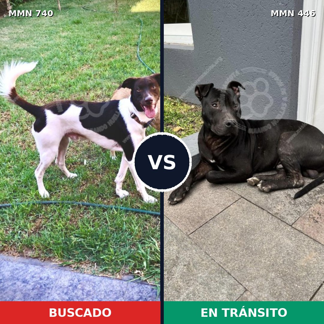 Comparativa MMS 11602: mascota perdida y mascota encontrada, 78% de similitud