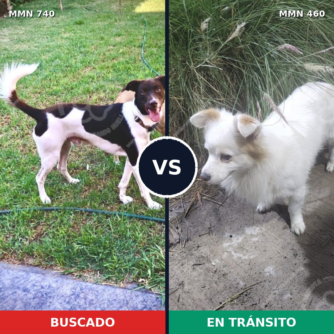 Comparativa MMS 11604: mascota perdida y mascota encontrada, 74% de similitud
