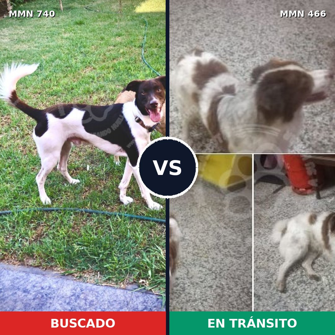 Comparativa MMS 11605: mascota perdida y mascota encontrada, 95% de similitud