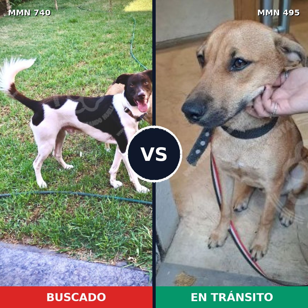 Comparativa MMS 11608: mascota perdida y mascota encontrada, 69% de similitud