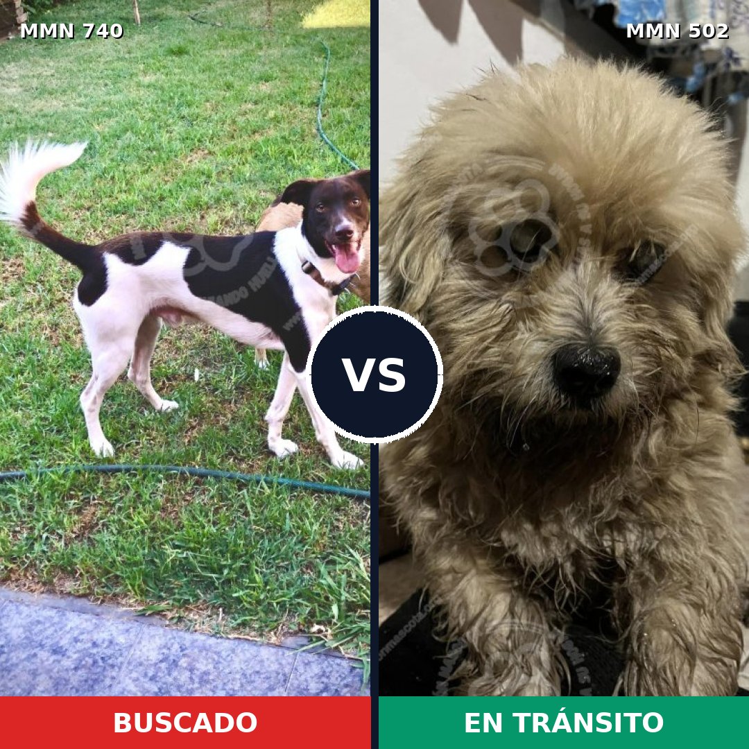 Comparativa MMS 11609: mascota perdida y mascota encontrada, 61% de similitud