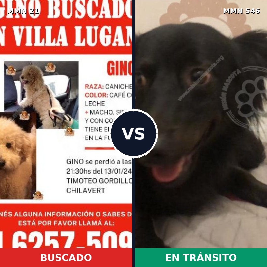 Comparativa MMS 1161: mascota perdida y mascota encontrada, 39% de similitud