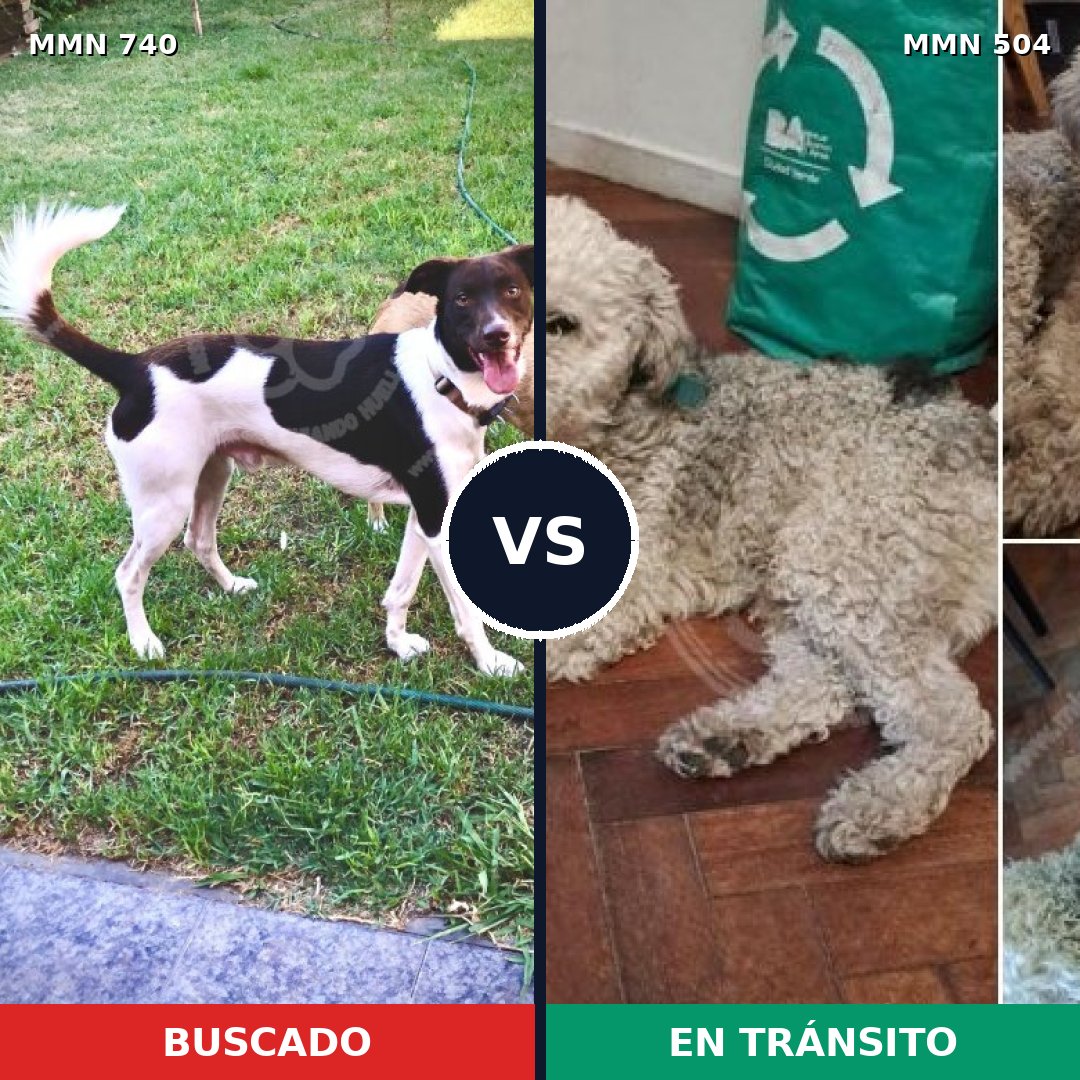 Comparativa MMS 11610: mascota perdida y mascota encontrada, 49% de similitud