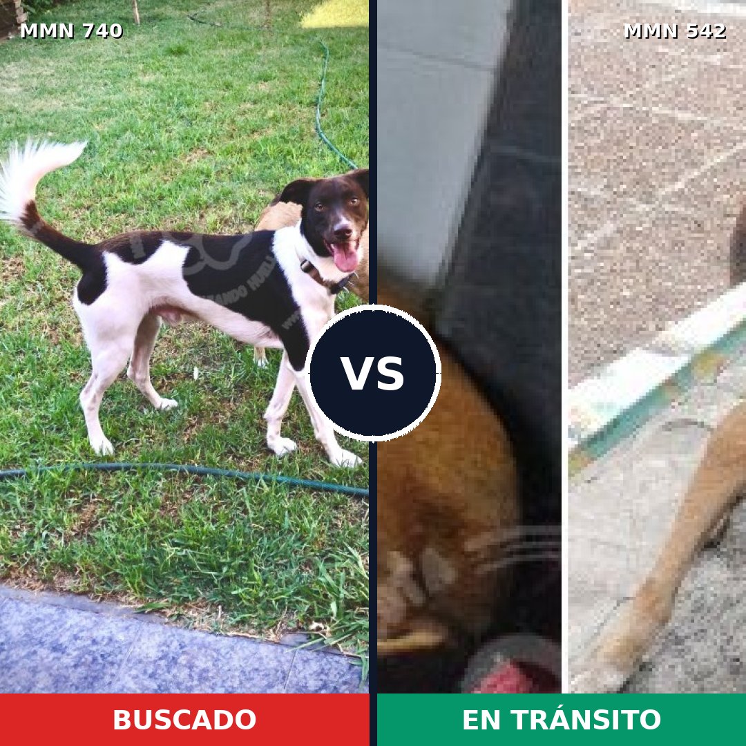 Comparativa MMS 11613: mascota perdida y mascota encontrada, 61% de similitud