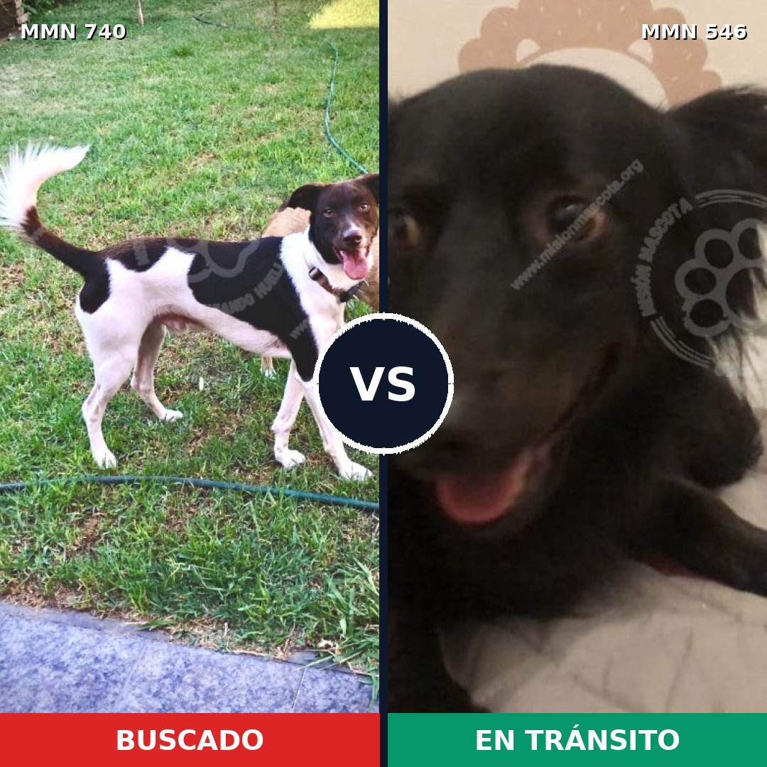 Comparativa MMS 11614: mascota perdida y mascota encontrada, 62% de similitud