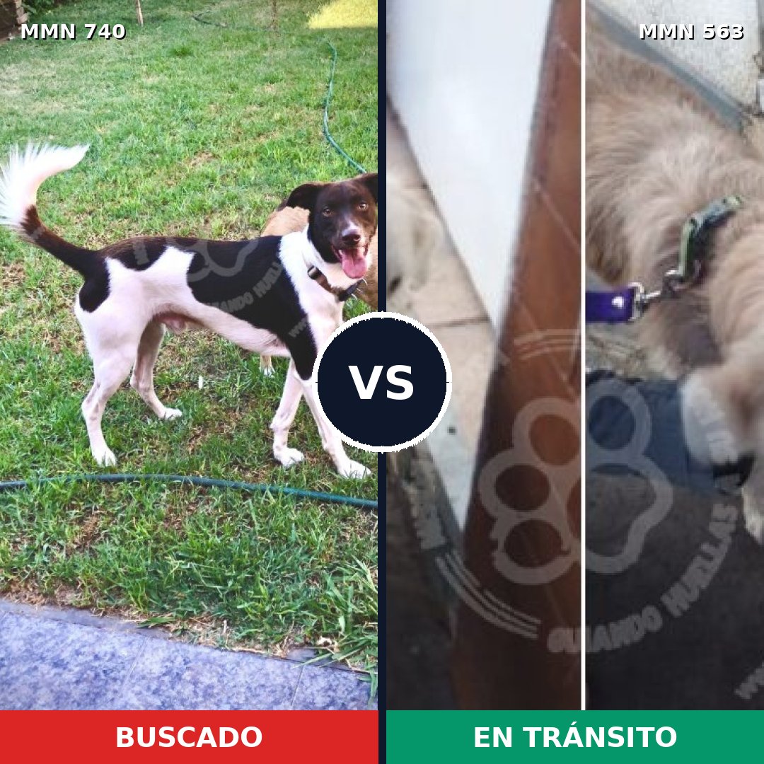 Comparativa MMS 11615: mascota perdida y mascota encontrada, 41% de similitud