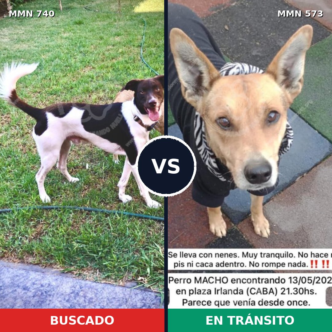 Comparativa MMS 11616: mascota perdida y mascota encontrada, 72% de similitud
