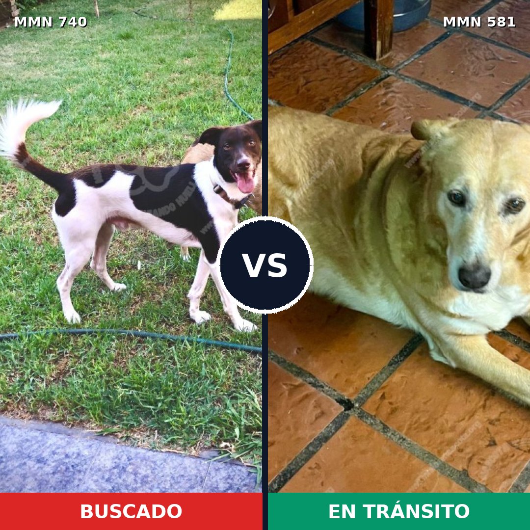 Comparativa MMS 11618: mascota perdida y mascota encontrada, 66% de similitud