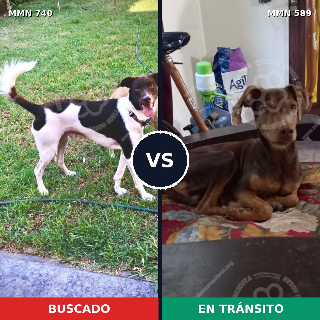 Comparativa MMS 11619: mascota perdida y mascota encontrada, 59% de similitud