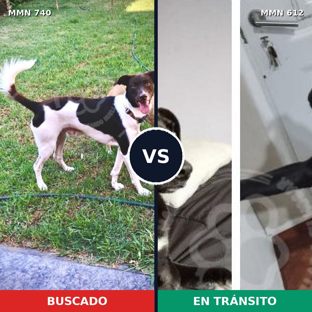 Comparativa MMS 11621: mascota perdida y mascota encontrada, 80% de similitud