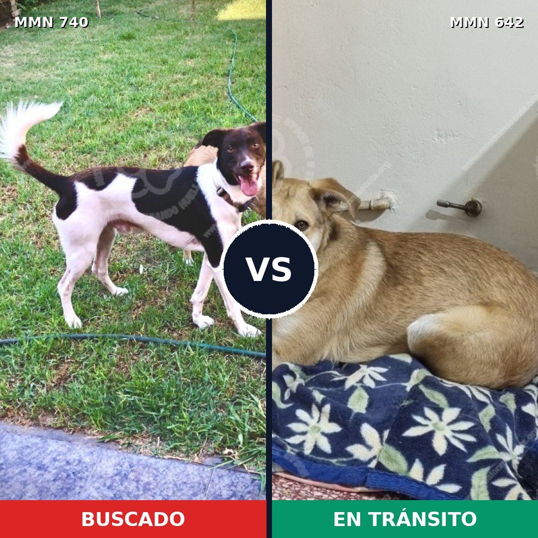 Comparativa MMS 11623: mascota perdida y mascota encontrada, 62% de similitud