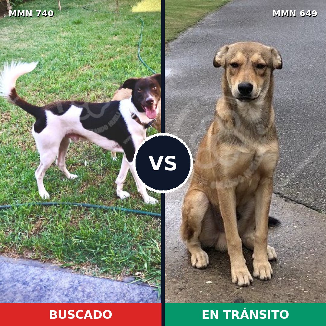 Comparativa MMS 11624: mascota perdida y mascota encontrada, 36% de similitud