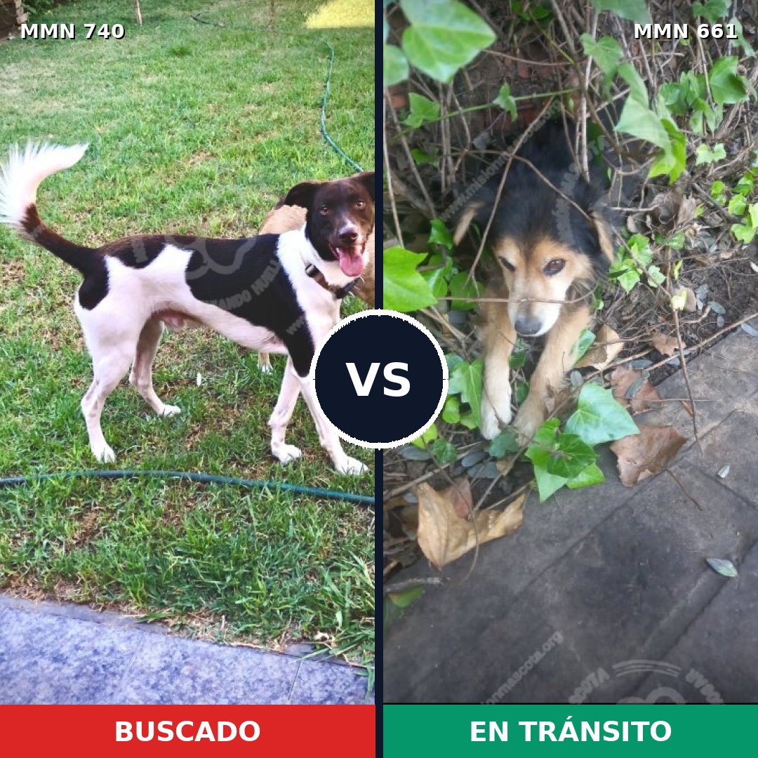 Comparativa MMS 11625: mascota perdida y mascota encontrada, 32% de similitud
